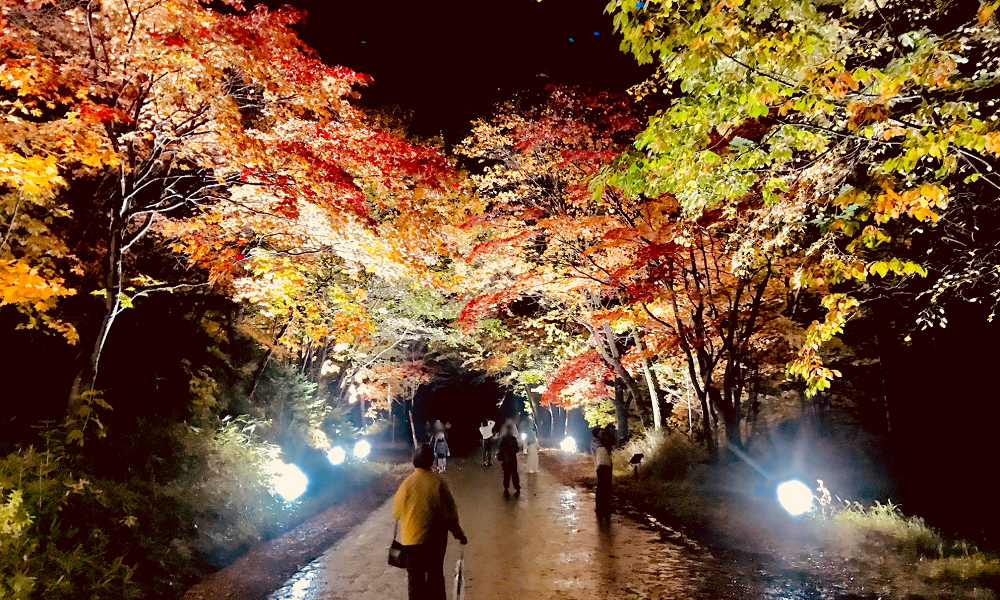 奇跡のイルミネート
